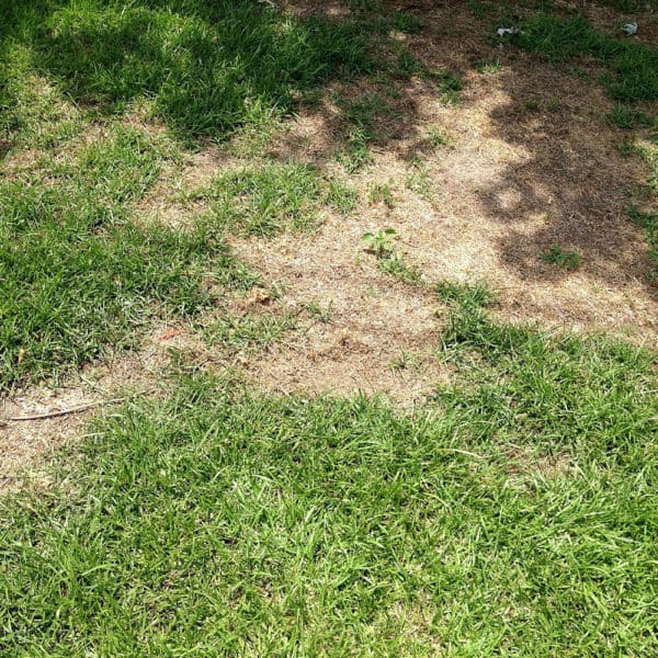 Lawn Disease Identification Chart Australia