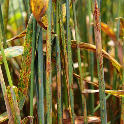 Rust Grass Source Iaea Imagebank