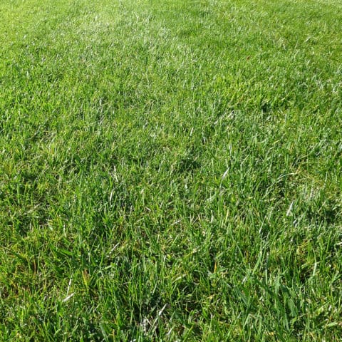 Ryegrass