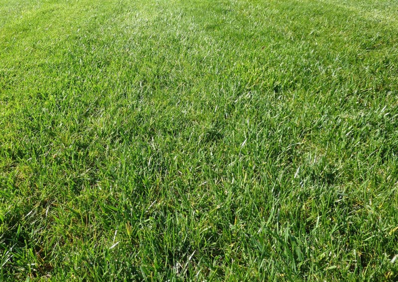 Perennial Ryegrass Turf Identification Lawn Addicts