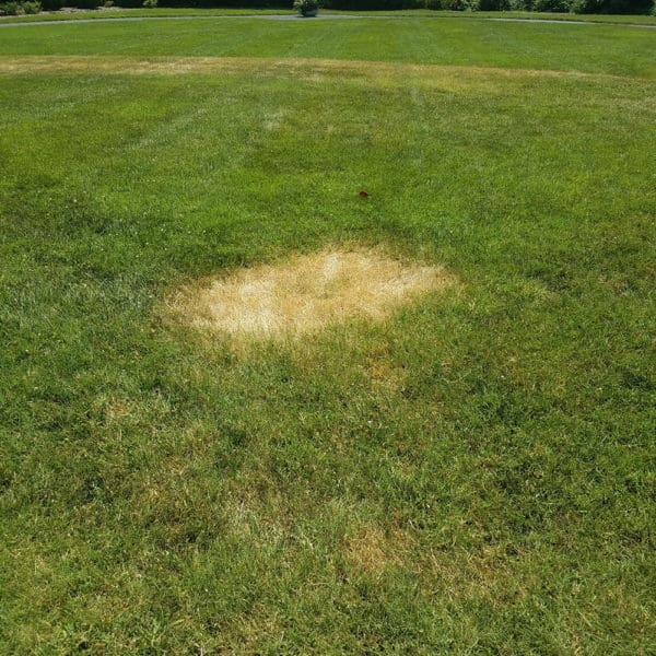 Lawn Disease Identification Chart