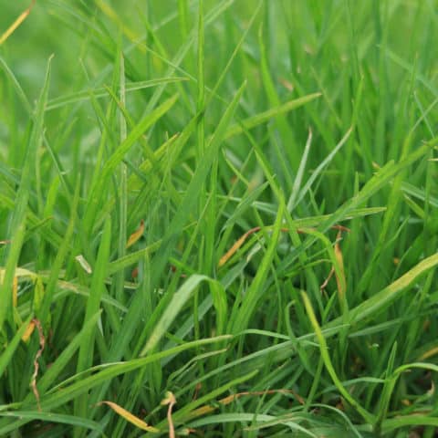 Tall Fescue Grass