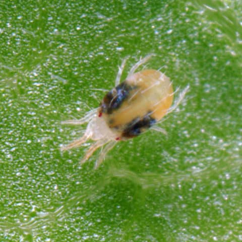 Two Spotted Mite