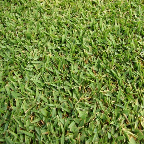 Zoysia Grass