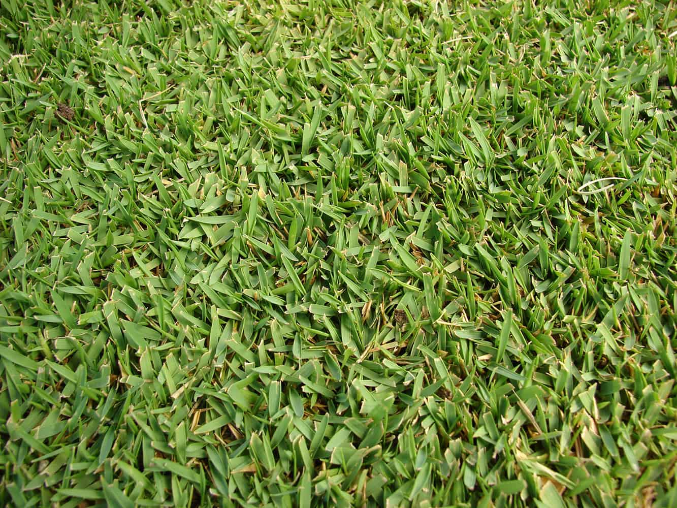 Zoysia Grass