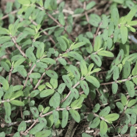 Spurge Spotted Prostrate Spurge Caustic Weed Creeper Weed