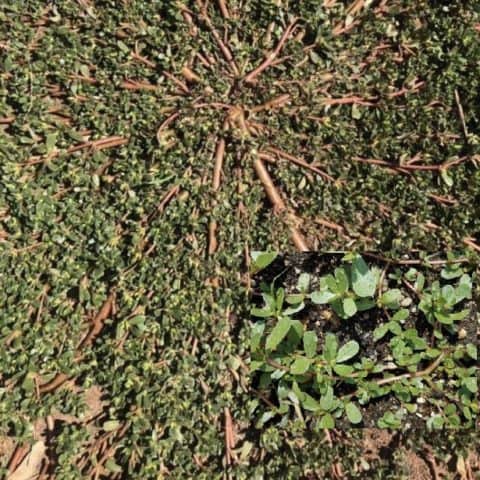Common Purslane Portulaca Succulent Pigweed Creeping