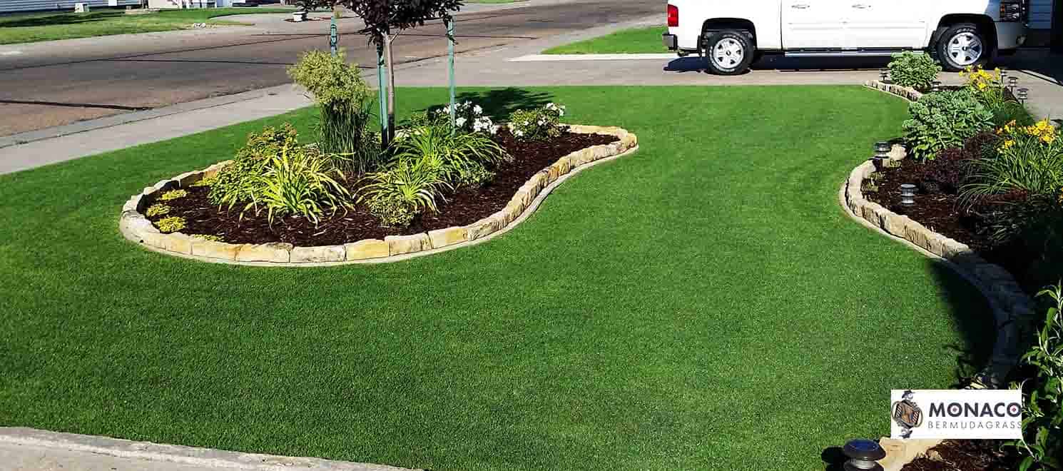 Monaco Couch 1 kg Lawn Seed Lawn Addicts