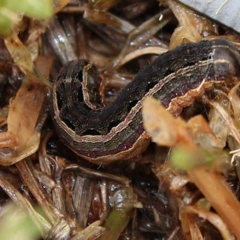 Lawn Army Worm