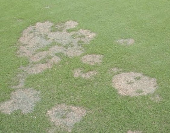 Spring Dead Spot Lawn Disease Identification Lawn Addicts