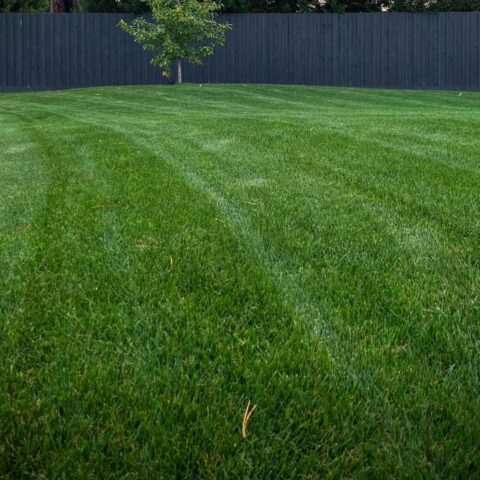 Rye Grass