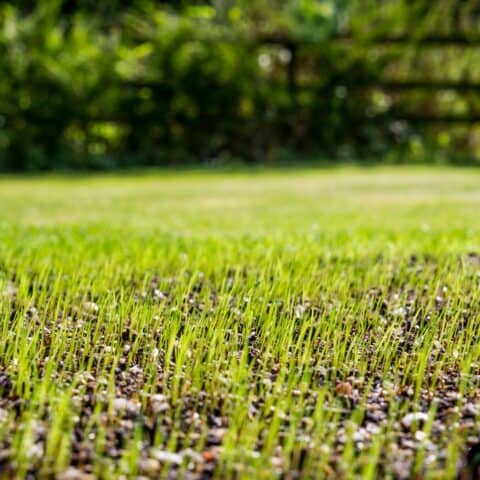 Rye Germination