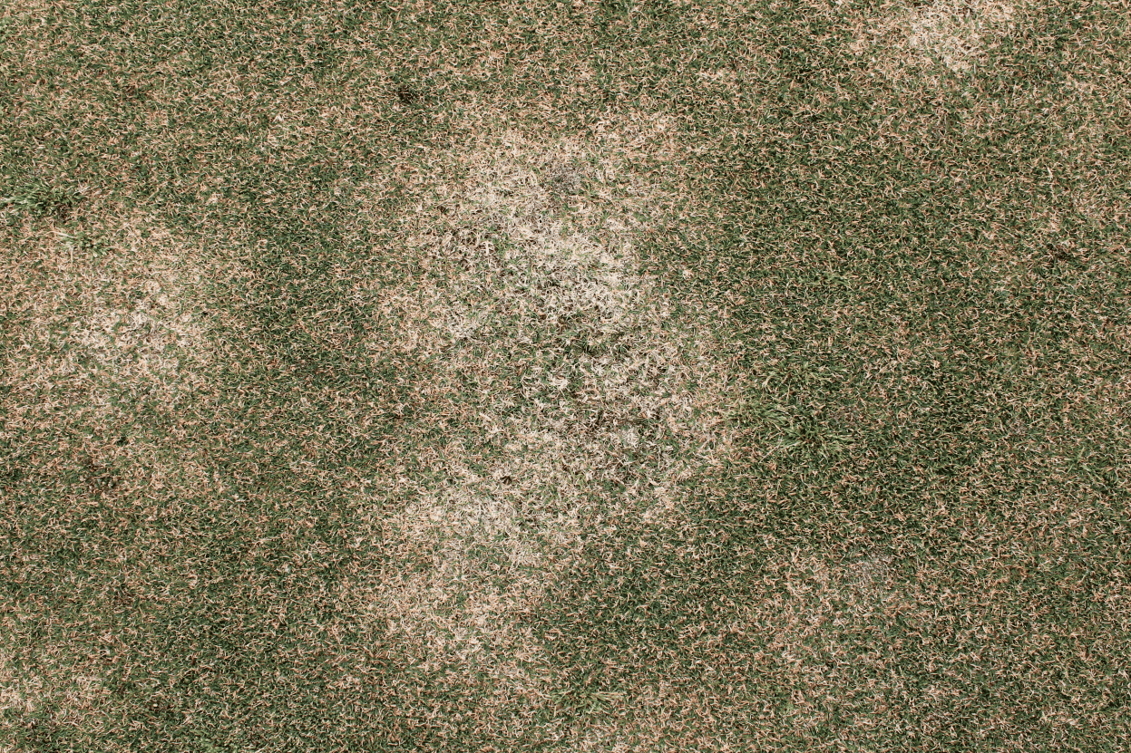 Spring Dead Spot 1