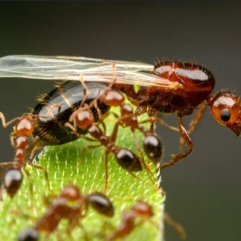 Fire Ant Queen