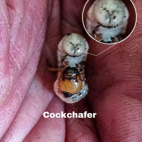 Cockchafer