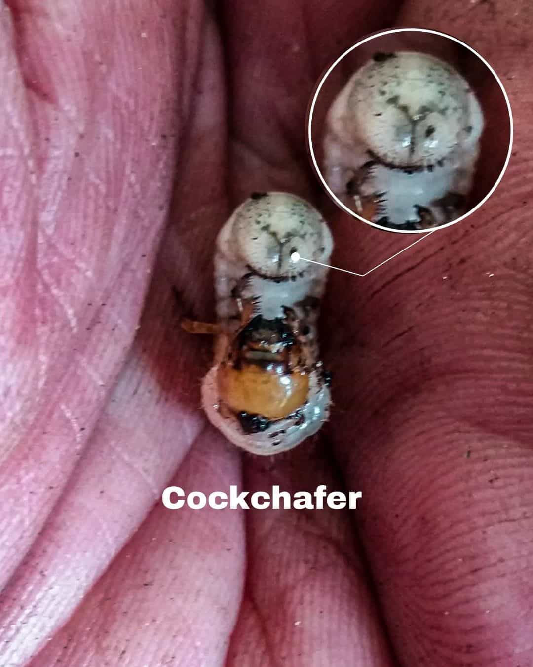 Cockchafer 