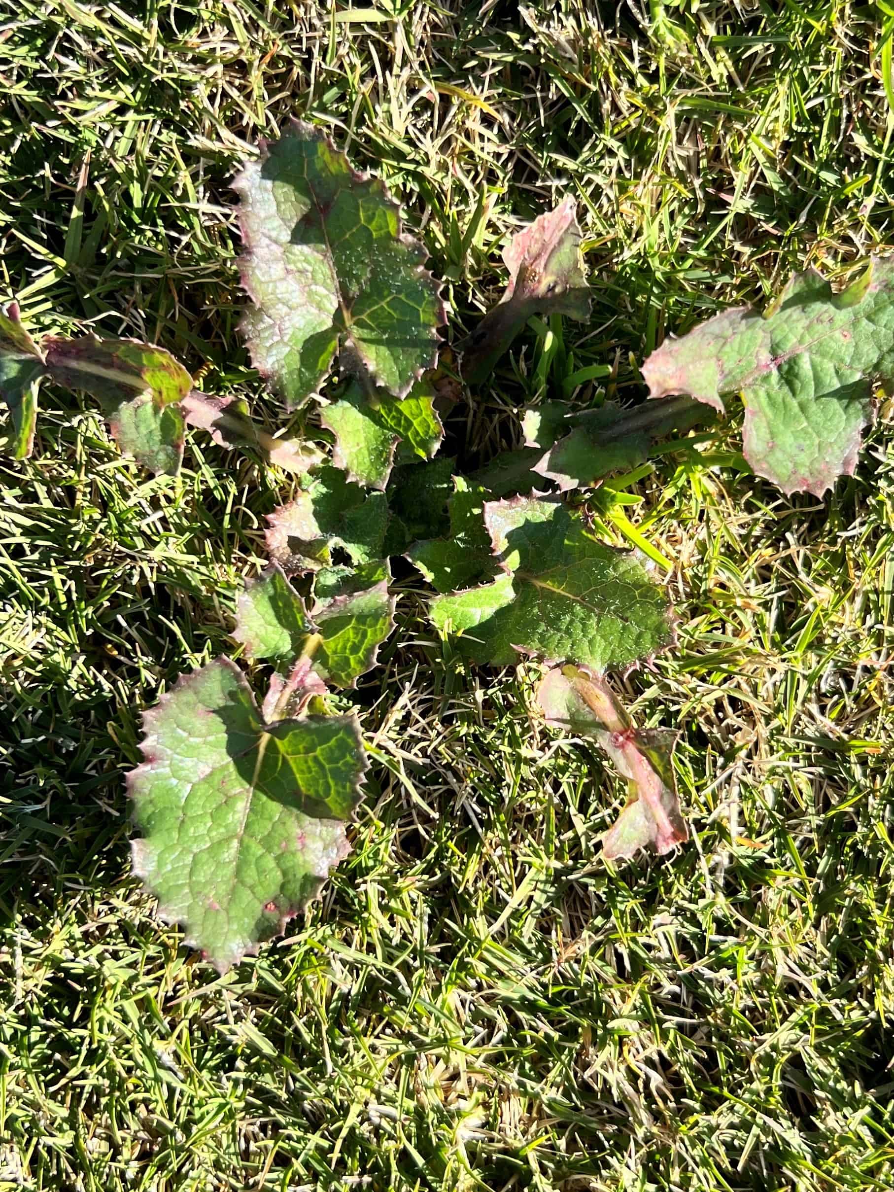 Thistle