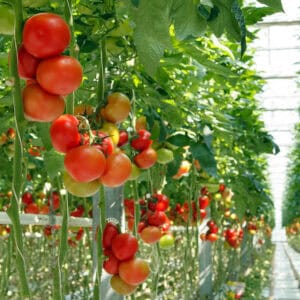 Hydroponic 1