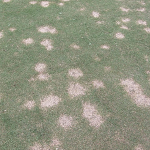 Spring Dead Spot