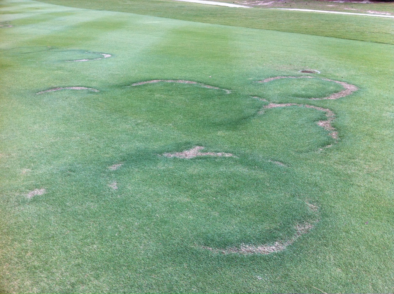 Fairy Ring Type 1