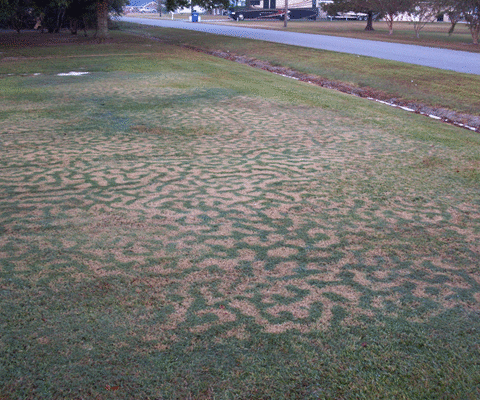 Frost Damage