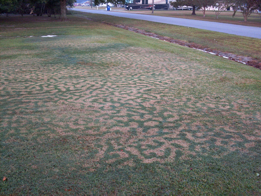 Frost Damage
