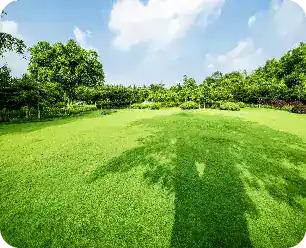 Grassland Landscape Greening Environment Park Background
