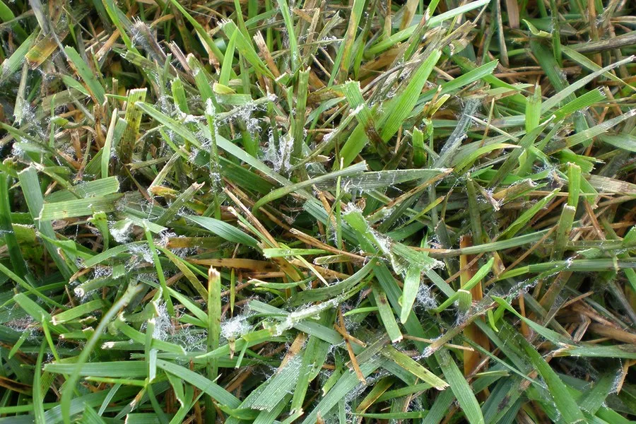 Mycelium Penn State